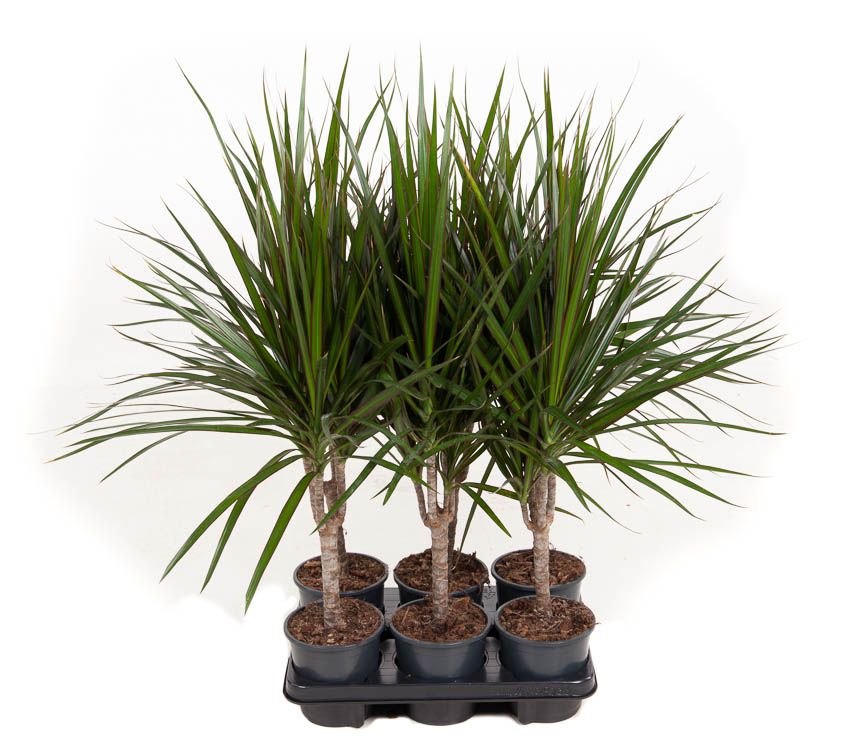 Dracaena Marginata 15cm stam P13, D 13