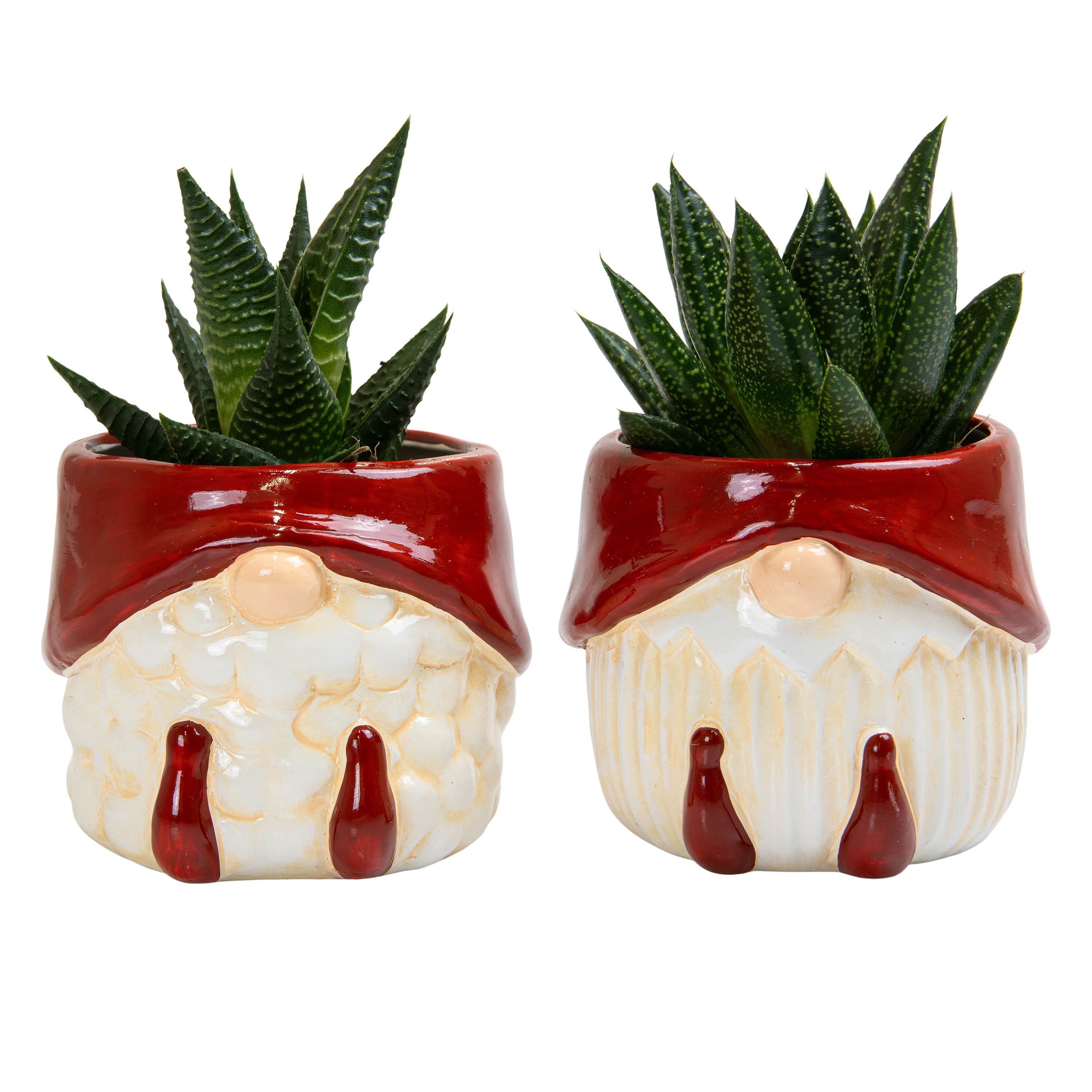 Father Christmas with Succulent mix, D 6