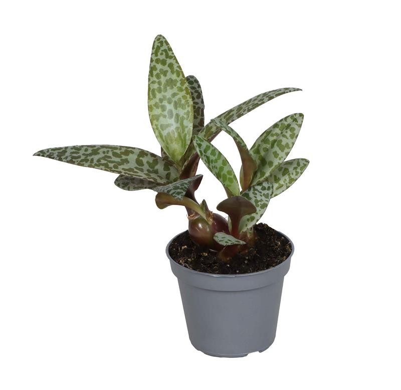 LEDEBOURIA SOCIALIS, D 6 cm