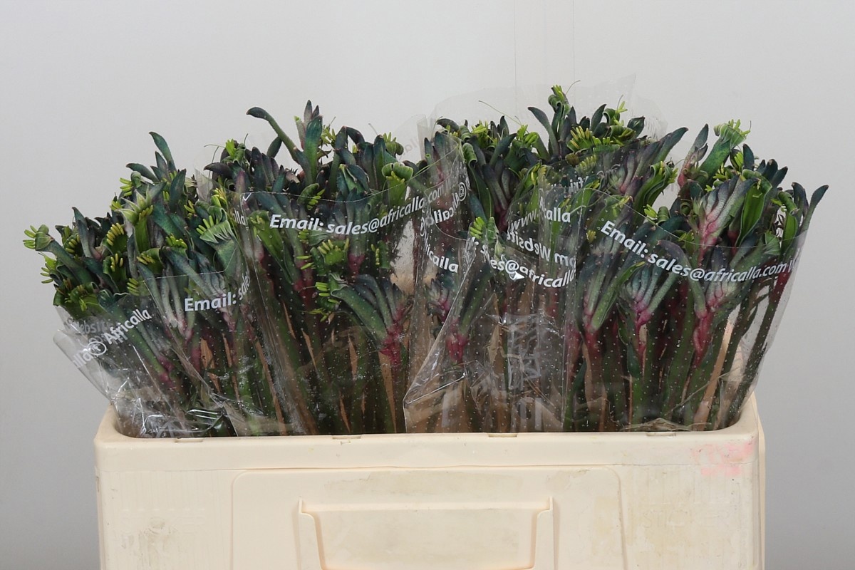 Анигозантус Селебрейшнс Фаеворкс 50, шт.