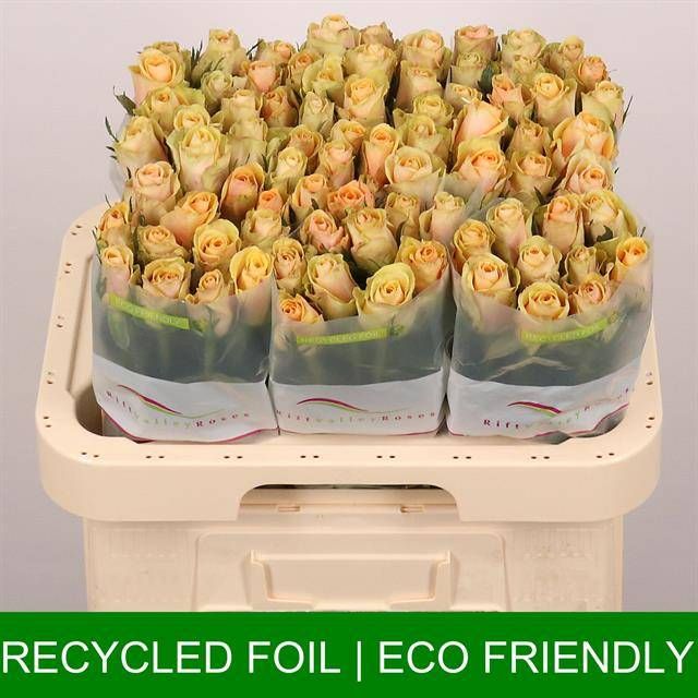 Роза од. Алхими 60, шт.