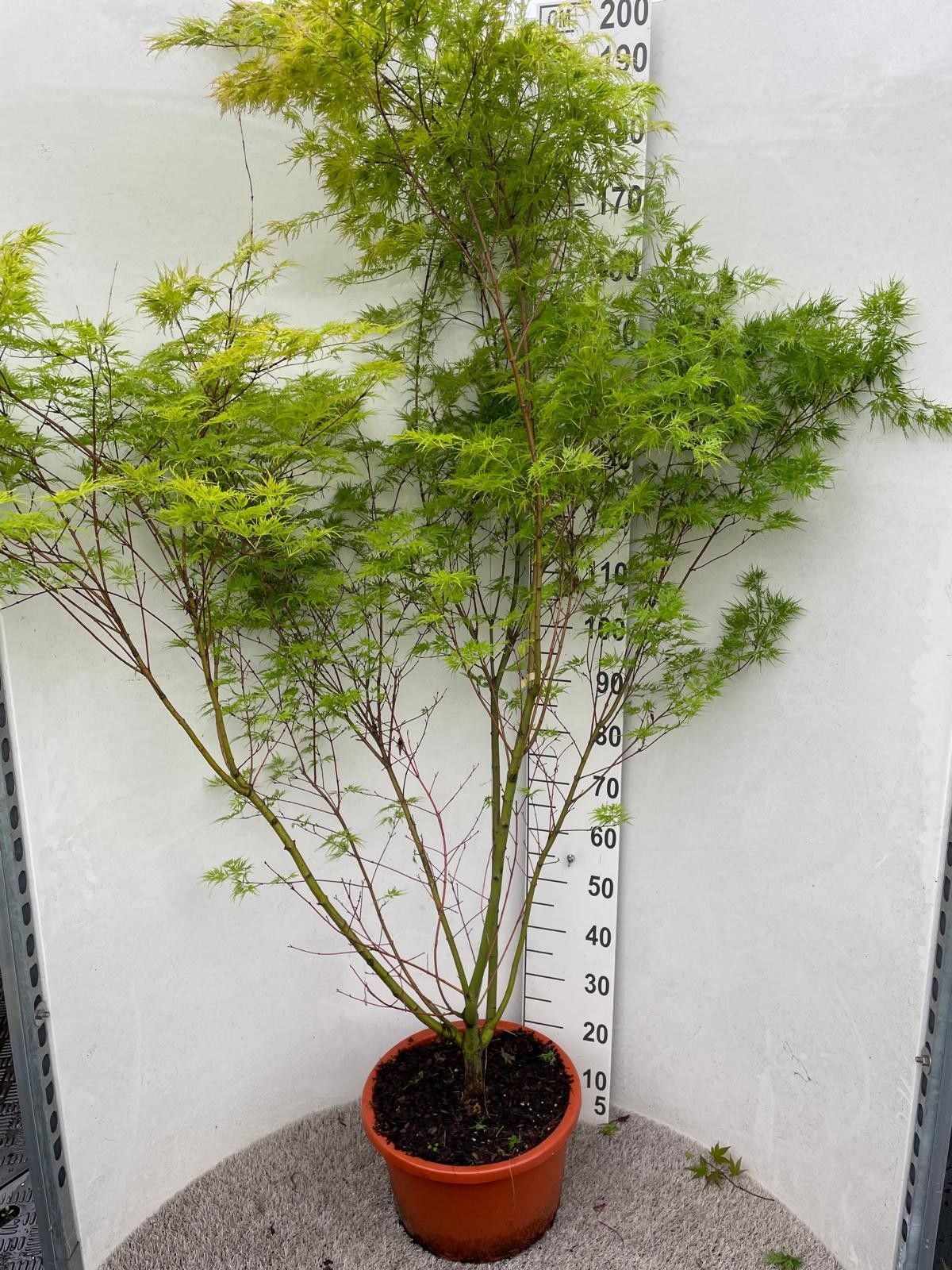 Acer palm. Seiryu 150-175 P34, D 34 cm Acer palm. Seiryu 150-175 P34, D 34 cm