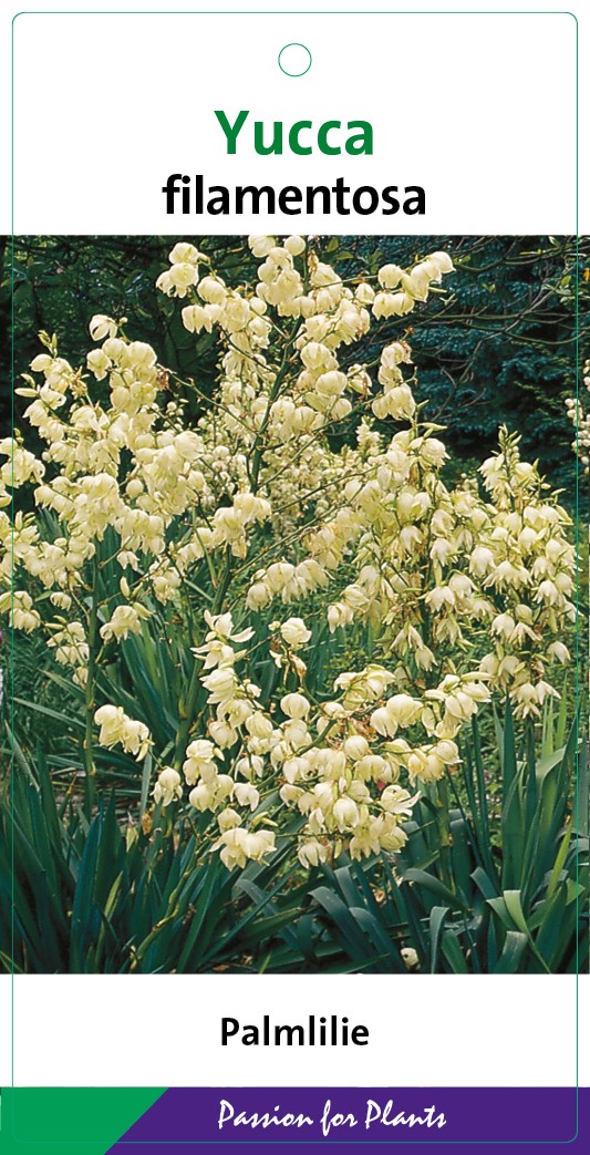 Yucca filamentosa C3, D 19 cm Yucca filamentosa C3, D 19 cm