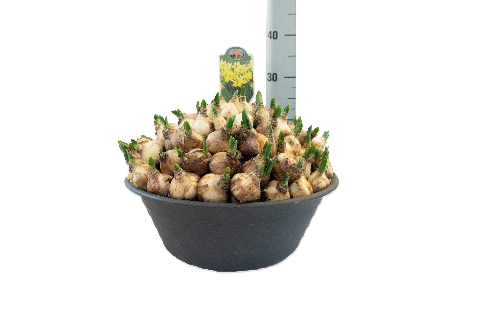 Narcissus Tete a Tete, D 35