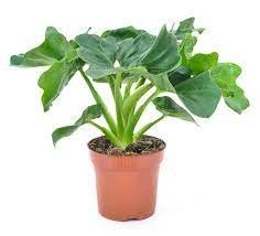 PHILODENDRON SELLOUM 'MIX', D 12