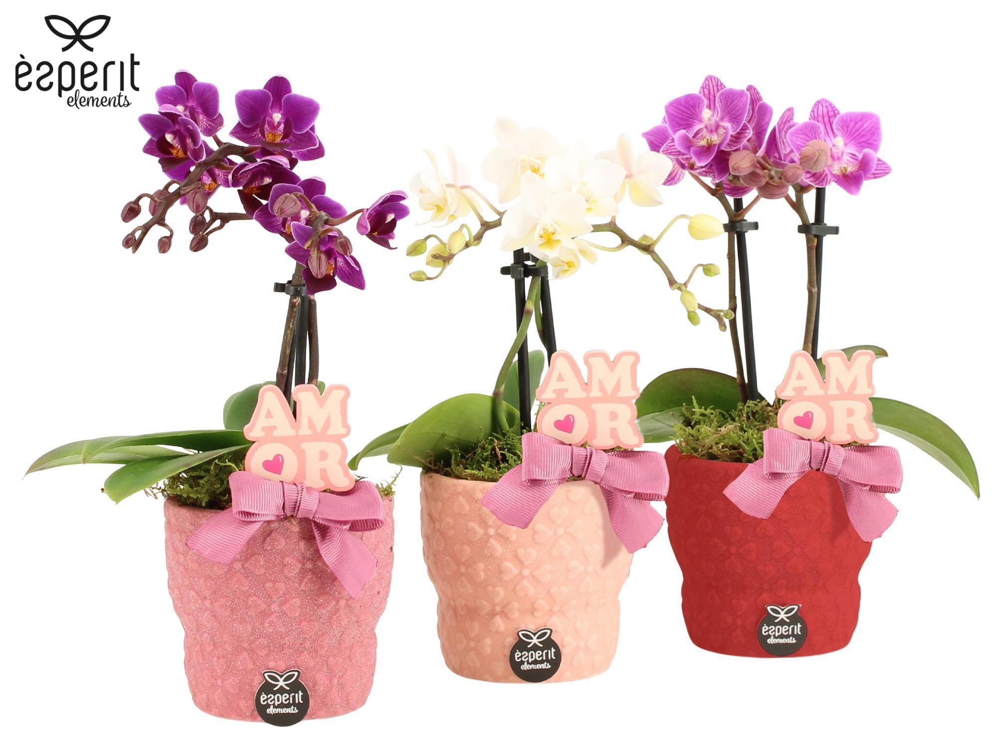 22038: Lovess arrangement, D 8,5