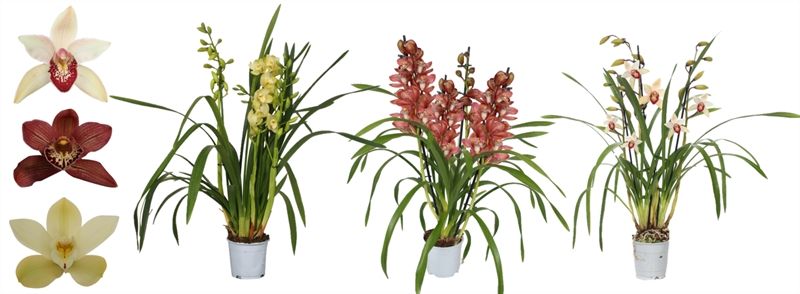 Cymbidium p12 mix 3T15+, D 12