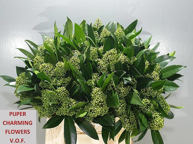 Скимия Кью Грин за пучок 40 (зел.), пуч.