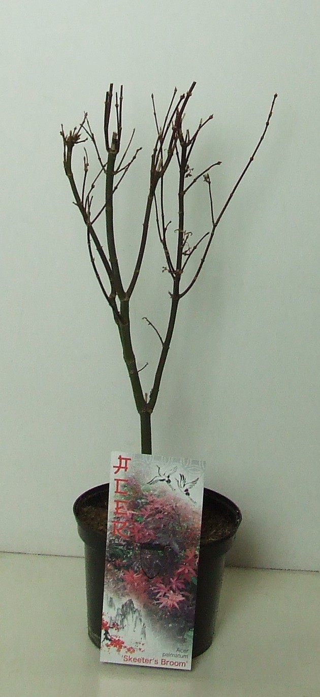 Acer palmatum 'Skeeters Broom' P19, D 19