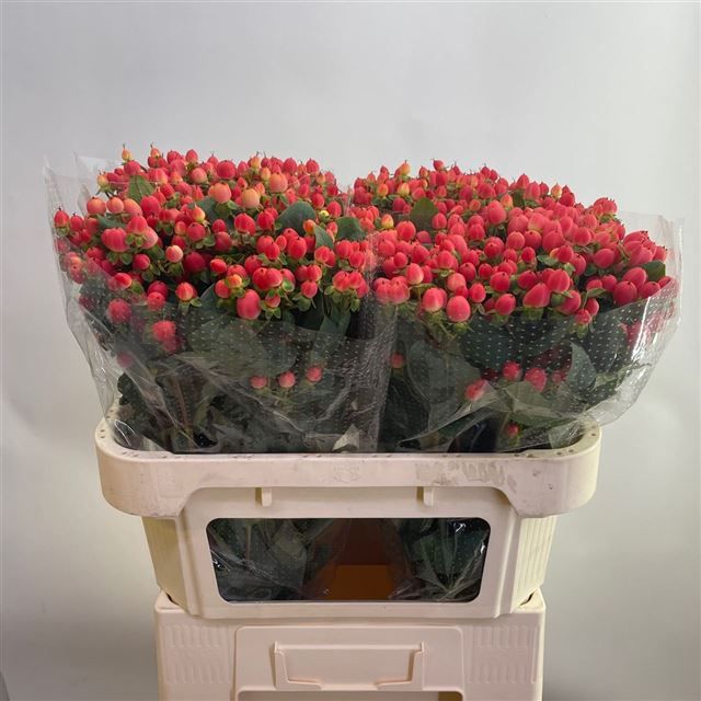 Гипперикум Мэджикал Роял Принцесс 70, шт.