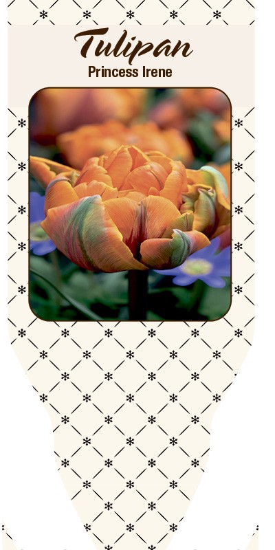 TULIPA FERGANICA 'Princess Irene', D 11
