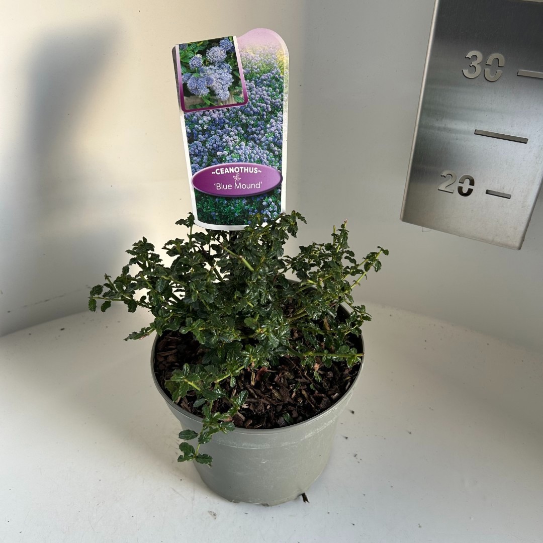 Ceanothus Blue Mound, D 17