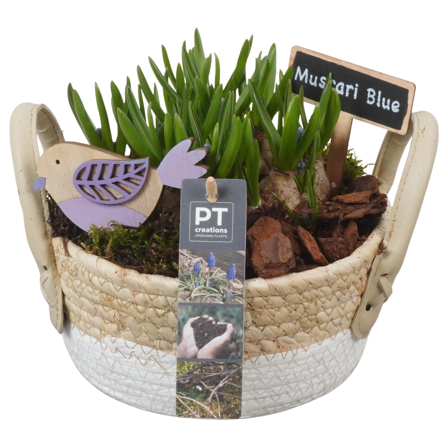 PTMB6208 Arrangement Muscari Blue in riet mand, D 17