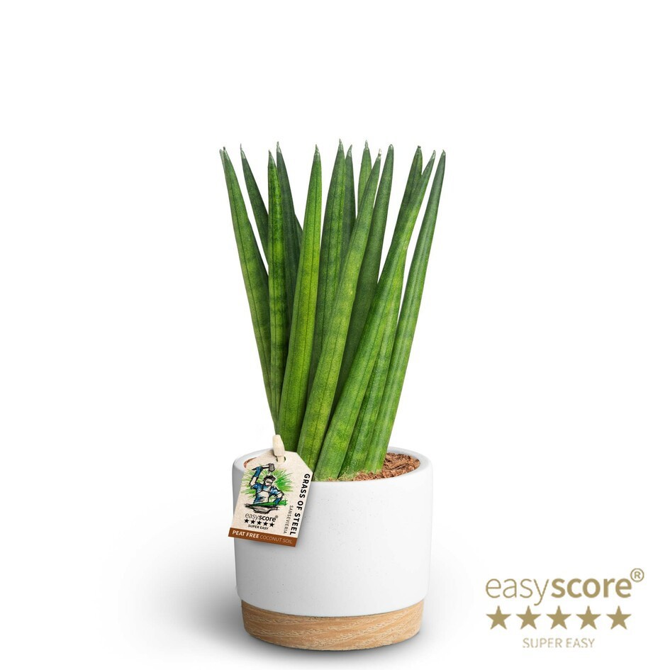 Woodbase White, Sansevieria cylindrica ´Spaghetti´, D 10 cm Woodbase White, Sansevieria cylindrica ´Spaghetti´, D 10 cm