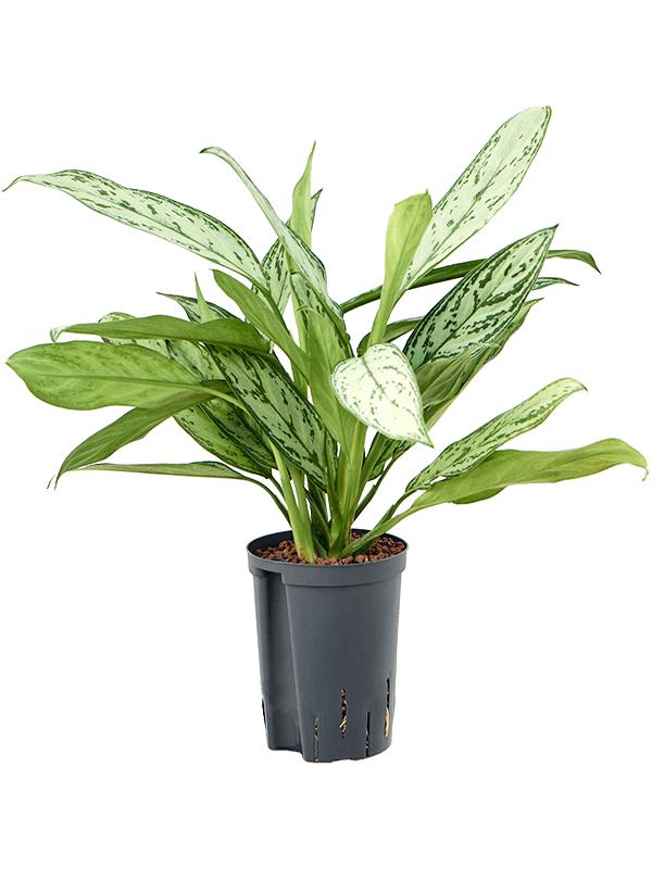Aglaonema 'Silver King', D 15 cm