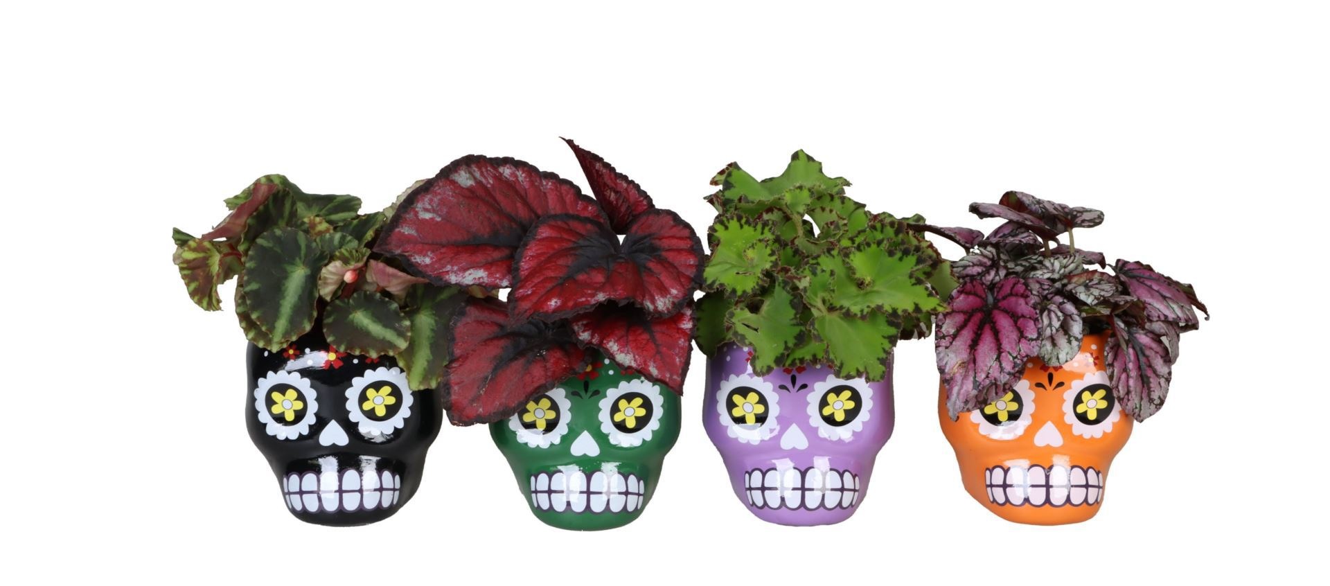 L 66483 With Begonia Rex Mix 6 cm, D 6 cm L 66483 With Begonia Rex Mix 6 cm, D 6 cm