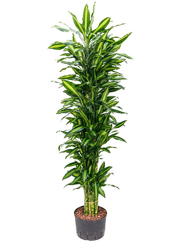 Dracaena fragrans 'Cintho', D 25