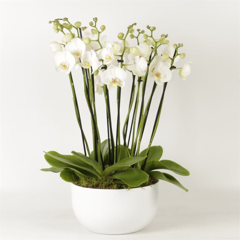 Phalaenopsis overig wit Sena schaal wit 12 tak wit, D 26