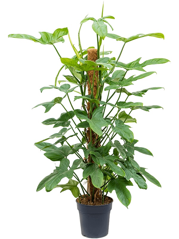 Philodendron bipennifolium 'Silver Violin', D 24 cm
