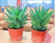 Алоэ митриформис 12 25 12 20