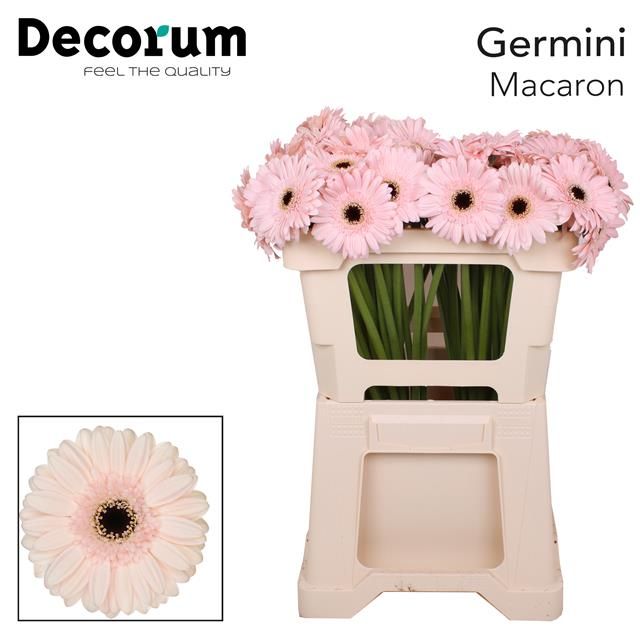 Гермини Макарон, шт.