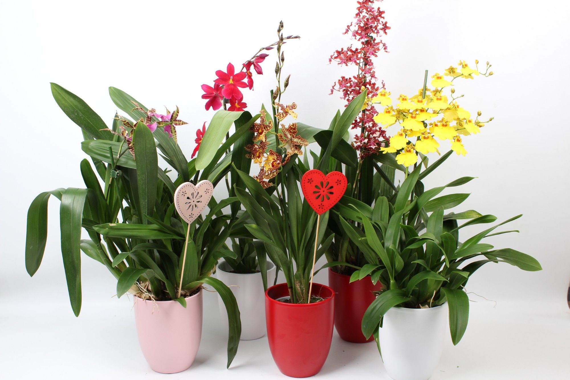 Moederdag mix 1 tak met rood, roze en wit keramiek en een hartjes steker, D 12