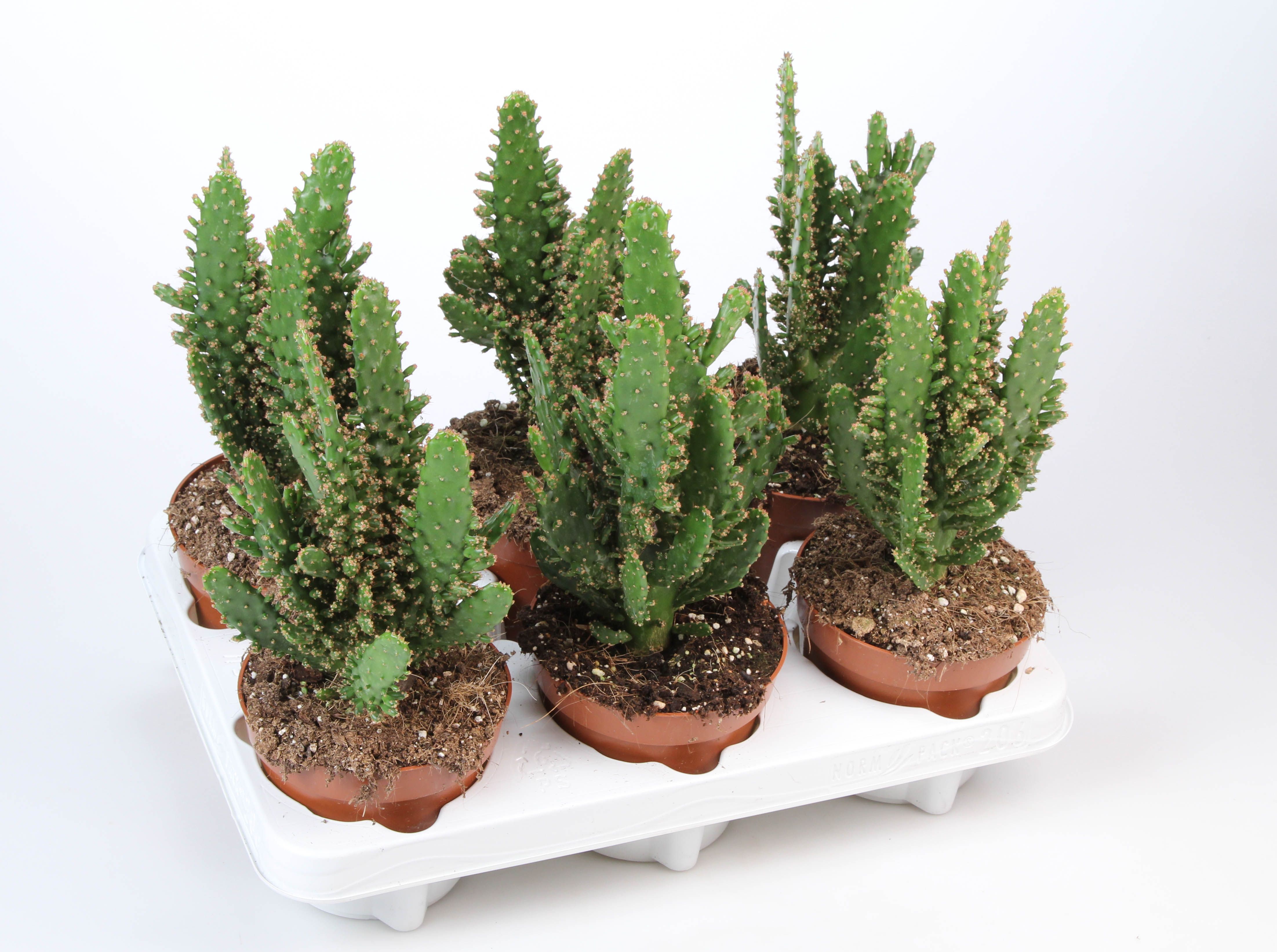 Opuntia Monacantha, D 12