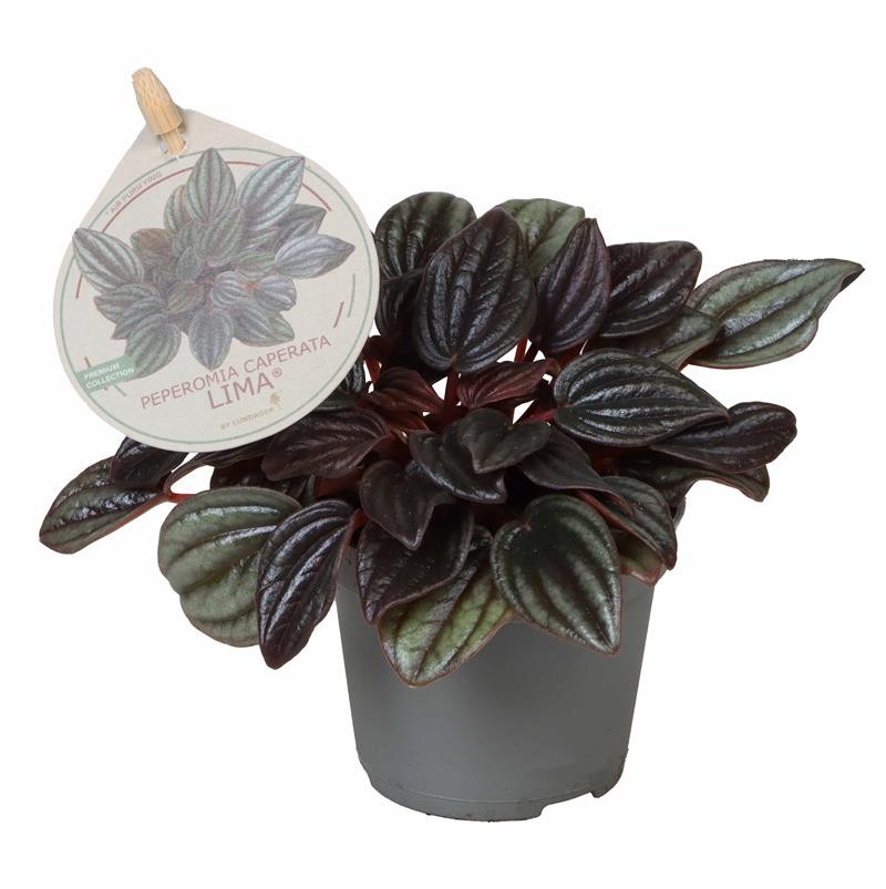 PEPEROMIA ALBOVITTATA ARGYREIA 'LIMA', D 6