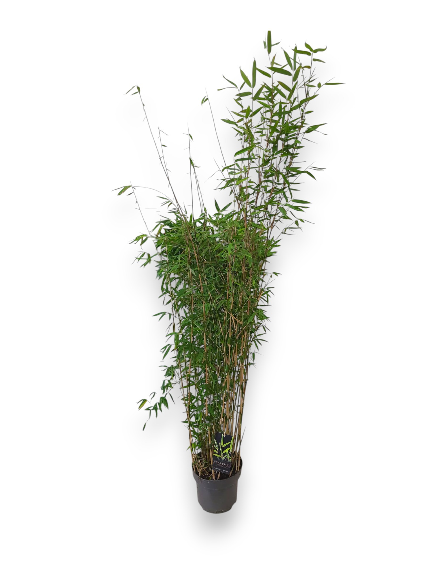 Fargesia Obelisk ® C5/P23 - Niet-woekerende Bamboe, D 23