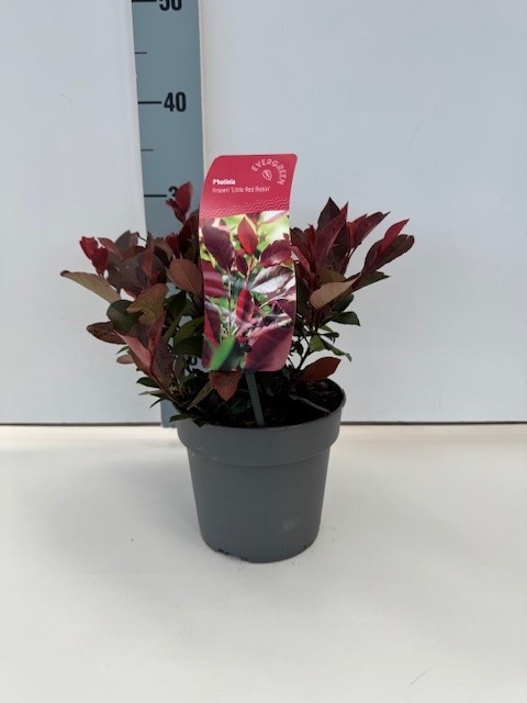 Photinia fras. little Red Robin, D 17