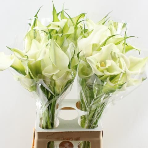 Калла Кэптен Вентура 70, шт.