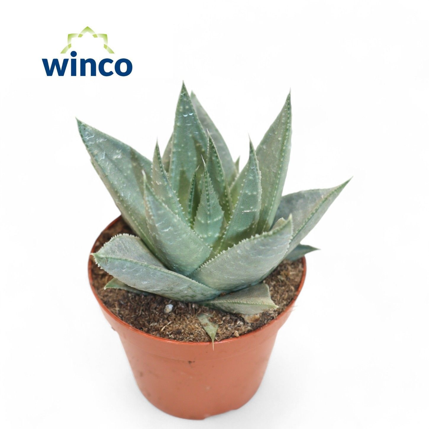 Aloe Savannah, D 8,5