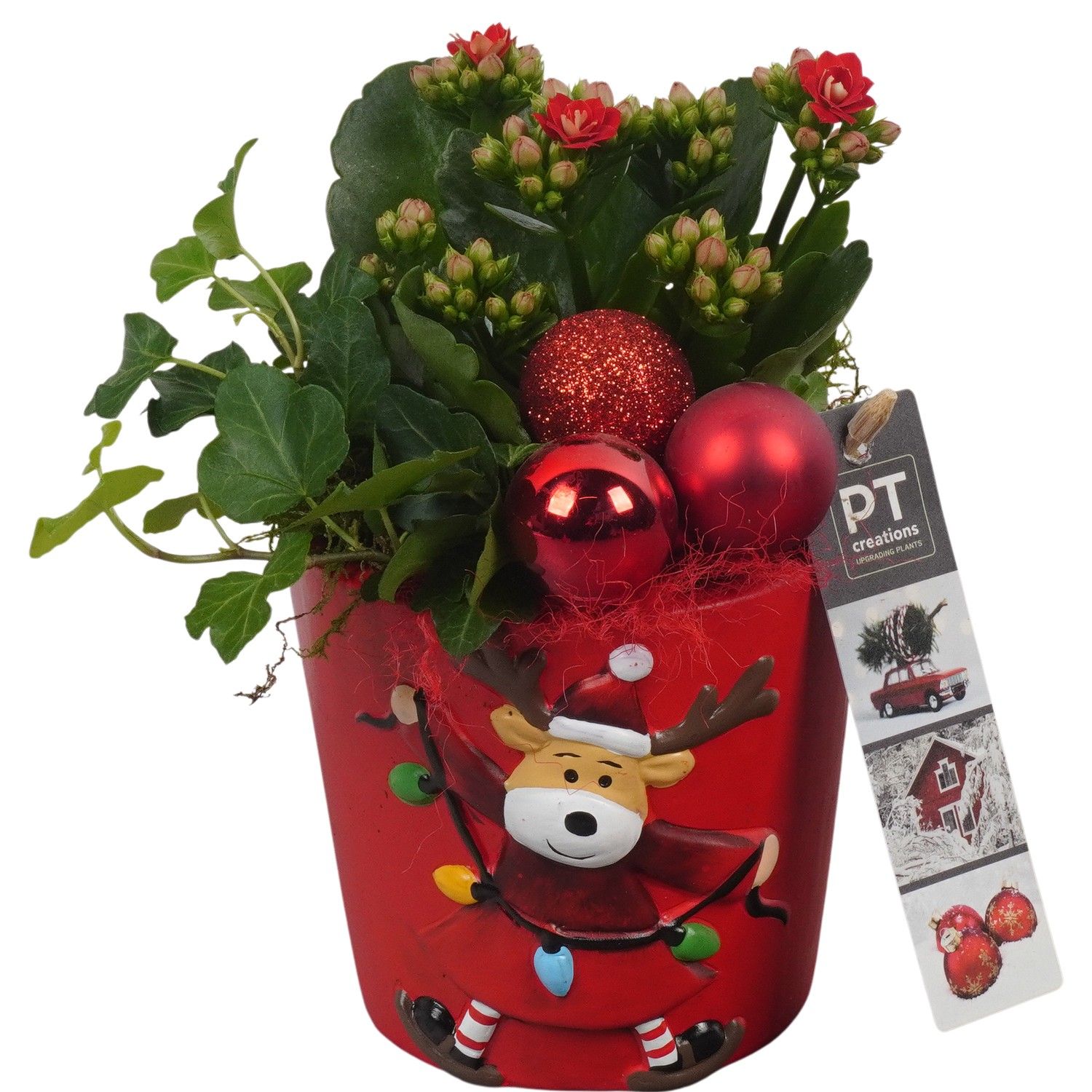 PTCHR7283 Arrangement Christmas Red in keramiek pot, D 11 cm