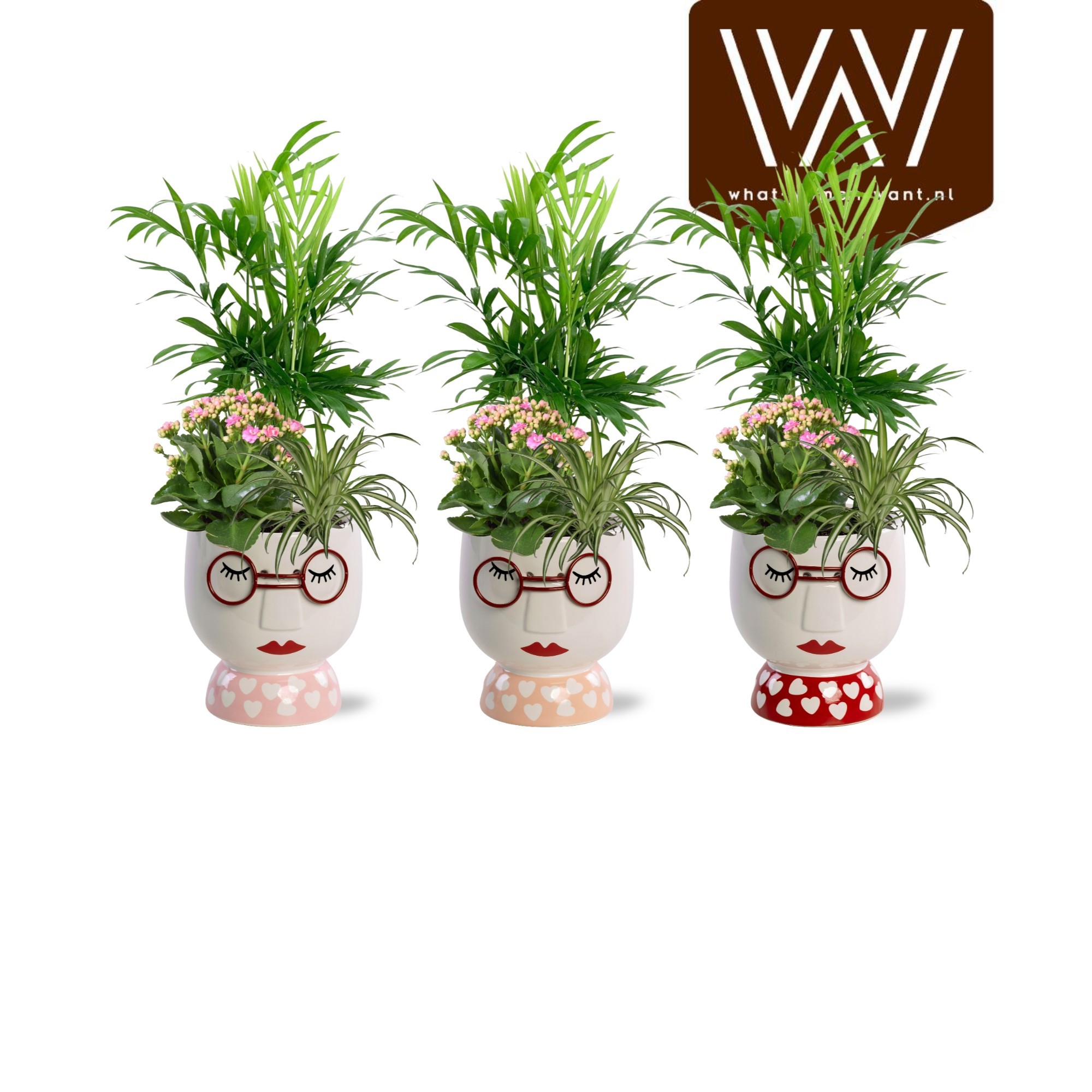 Collectie "Sympathetic Moods" - Arrangement in pot Steffie, D 12