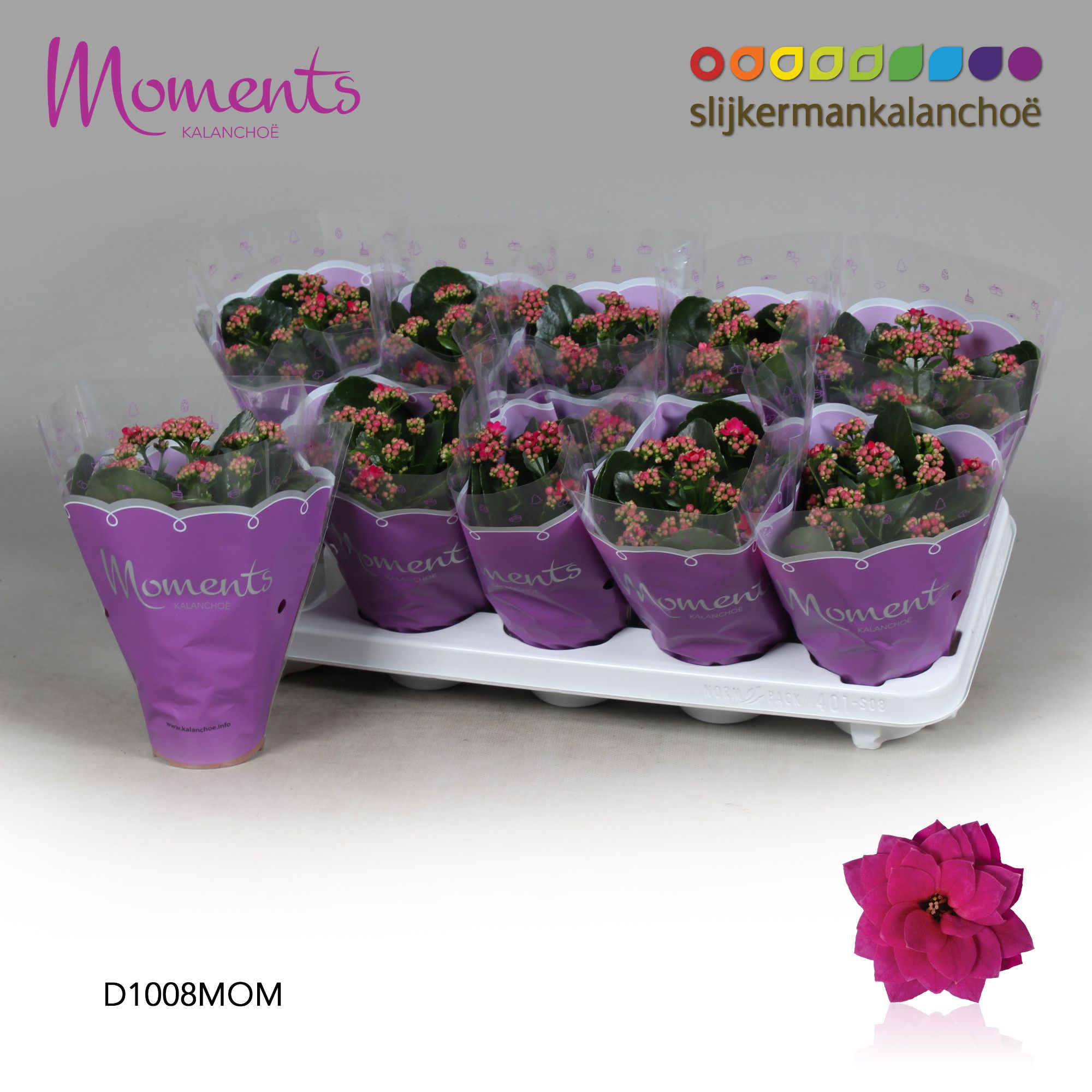 Kalanchoe Moments - Purple, D 10,5
