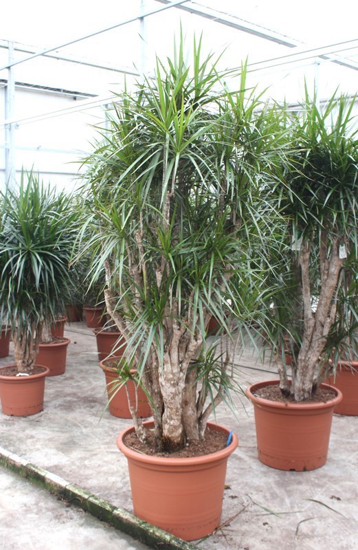 Dracaena marginata, D 60