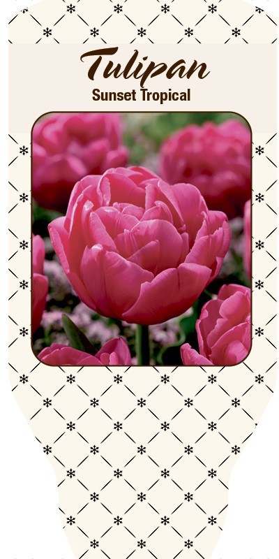 TULIPA FERGANICA 'Sunset Tropical', D 10