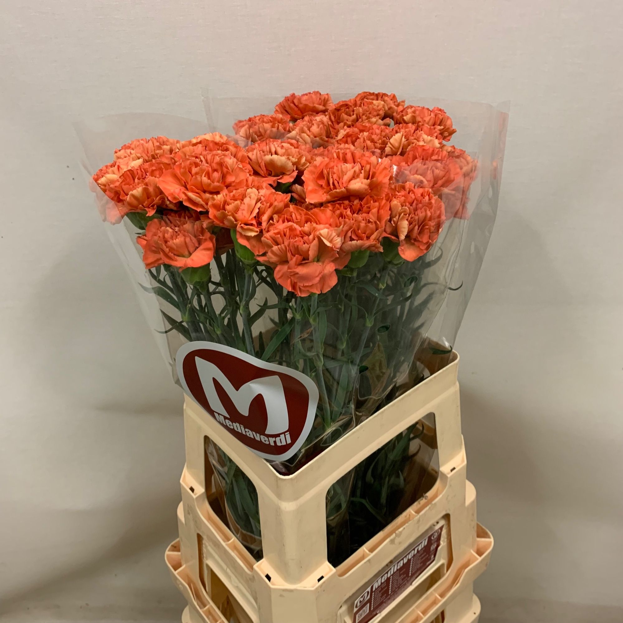 Диантус од. Оранж Фокс, шт.