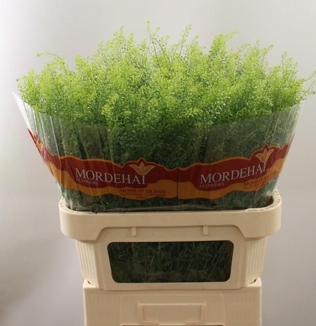 Тласпи Грин Бэлл 80, шт.