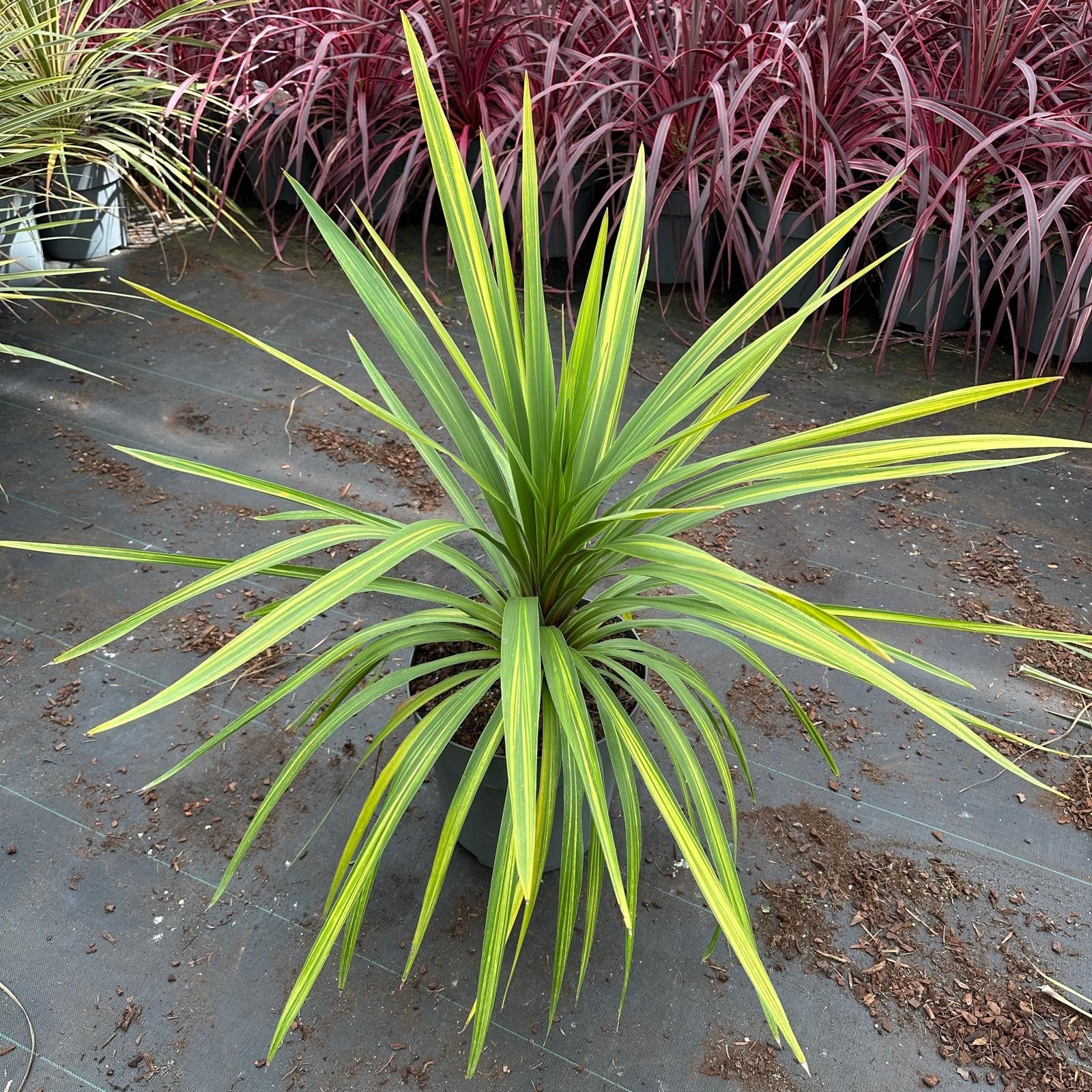 Cordyline australis 'Peko', D 32