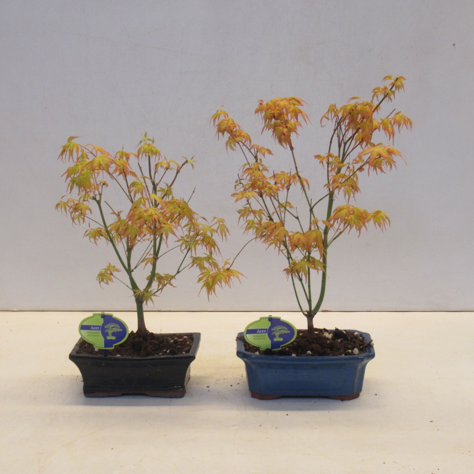 acer palmatum katsura, D 19