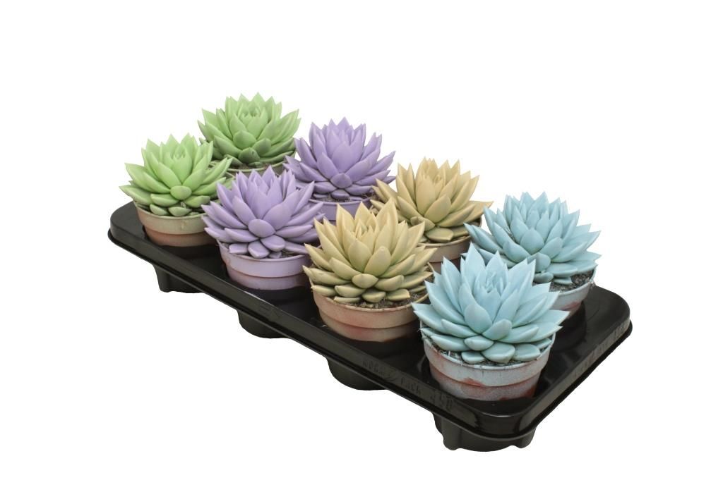 Miranda coloured pastel mix, D 12 cm