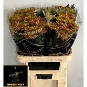 Хризантема од. Росанно Элизабет 80, шт.