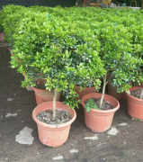 Лоллипоп Аглаиа одората Лаур 28 50