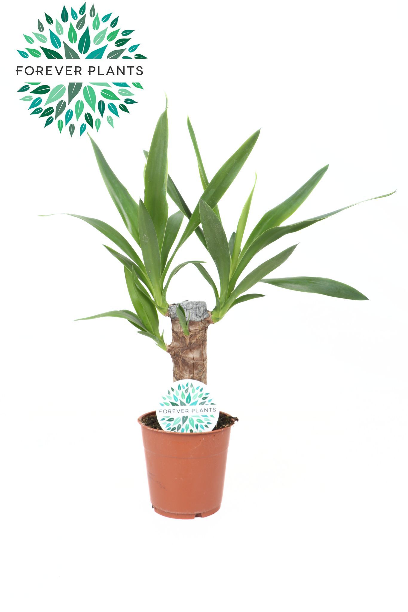 Yucca p12, 20 cm (2+ KOP), D 12 cm Yucca p12, 20 cm (2+ KOP), D 12 cm