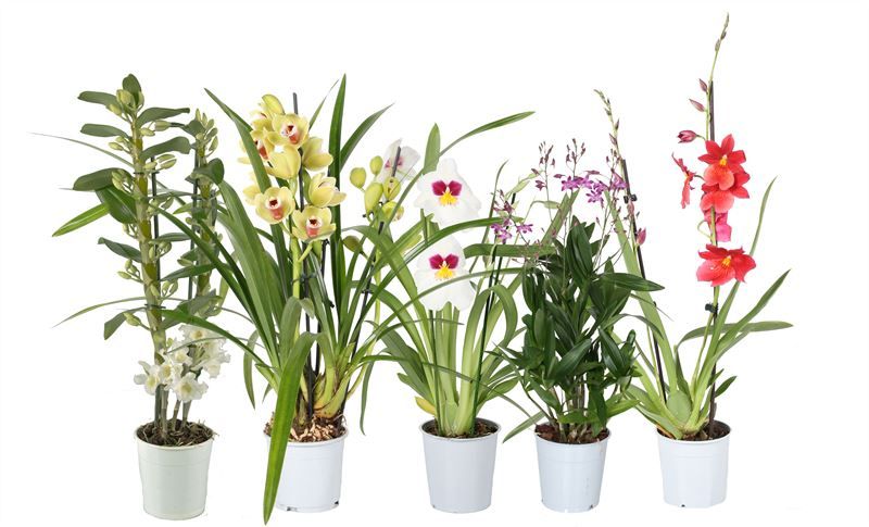 Orchideeen mix 2T, D 12