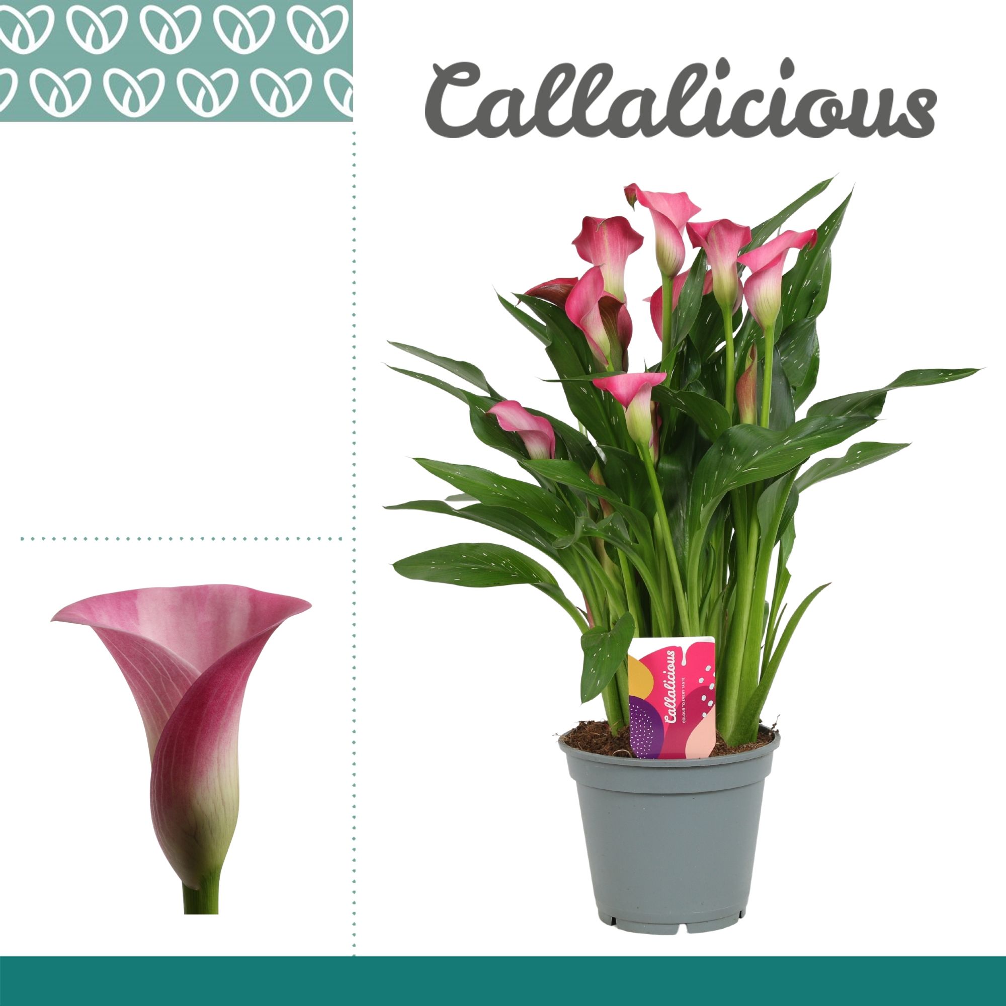 Zantedeschia (Calla) Roze, D 17