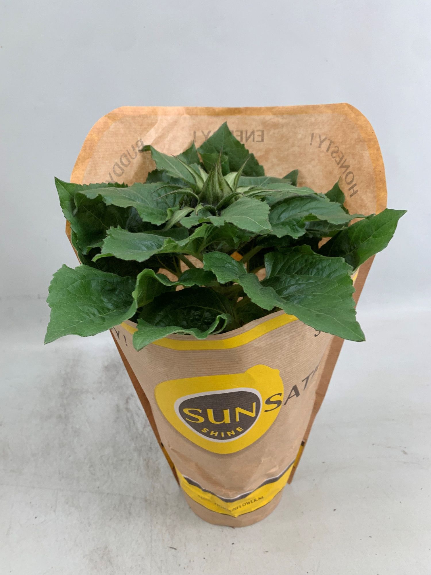 Helianthus Sunsation in hoes - stadium 0 - gesloten, D 13