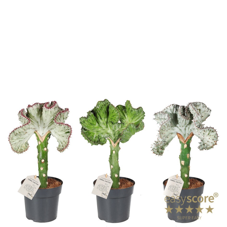 EUPHORBIA LACTEA 11417000, D 14