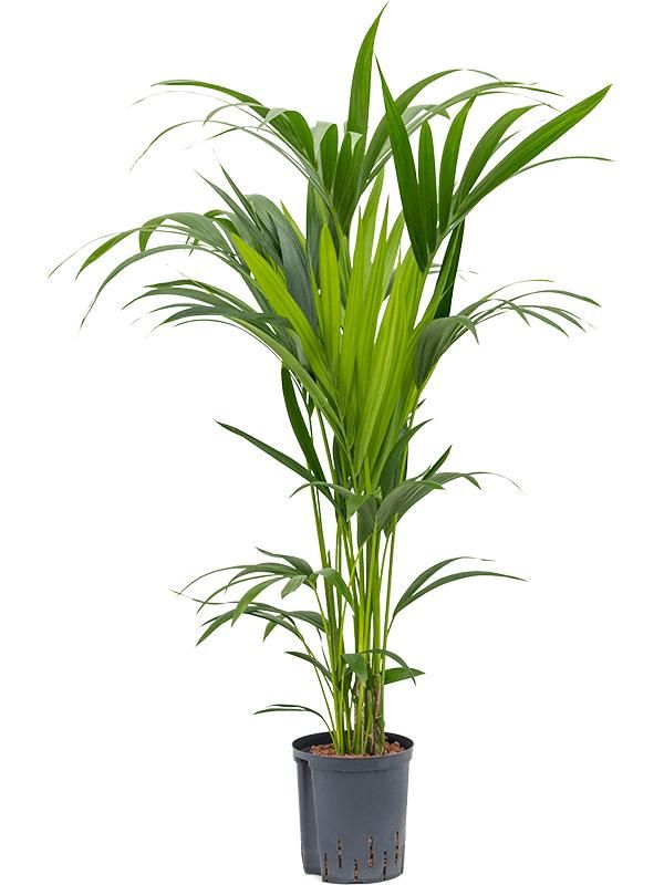 Kentia (Howea) forsteriana, D 18 cm